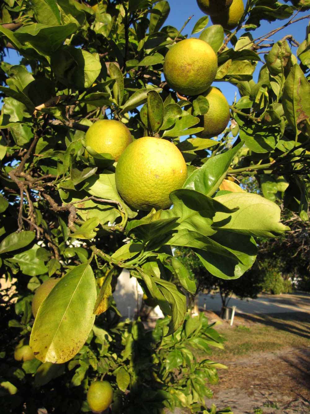            Fruit (Winter Haven, FL)   